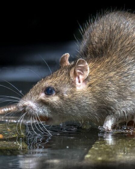 Un grand détaillant britannique comptant 210 succursales a fermé son magasin après une « grave infestation de rats »