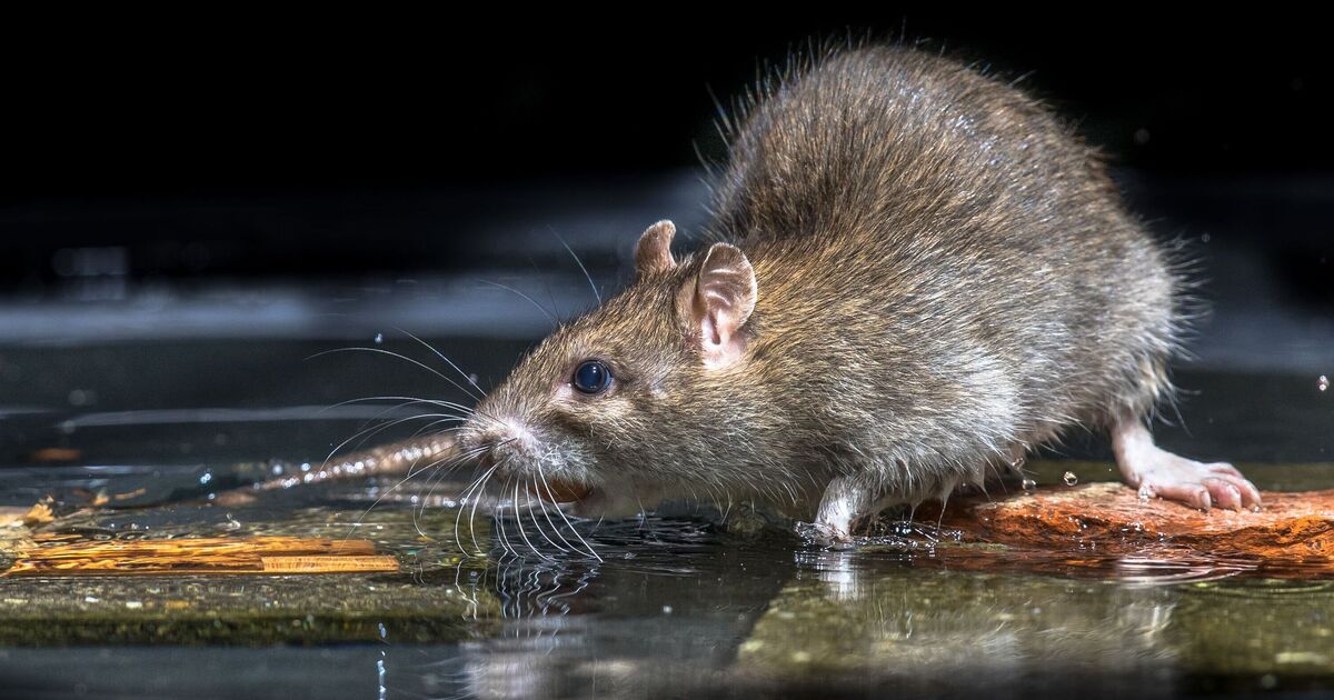 Un grand détaillant britannique comptant 210 succursales a fermé son magasin après une « grave infestation de rats »