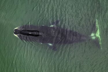 Les humains « pourraient vivre des centaines d’années » grâce à des scientifiques qui déchiffrent le code ADN