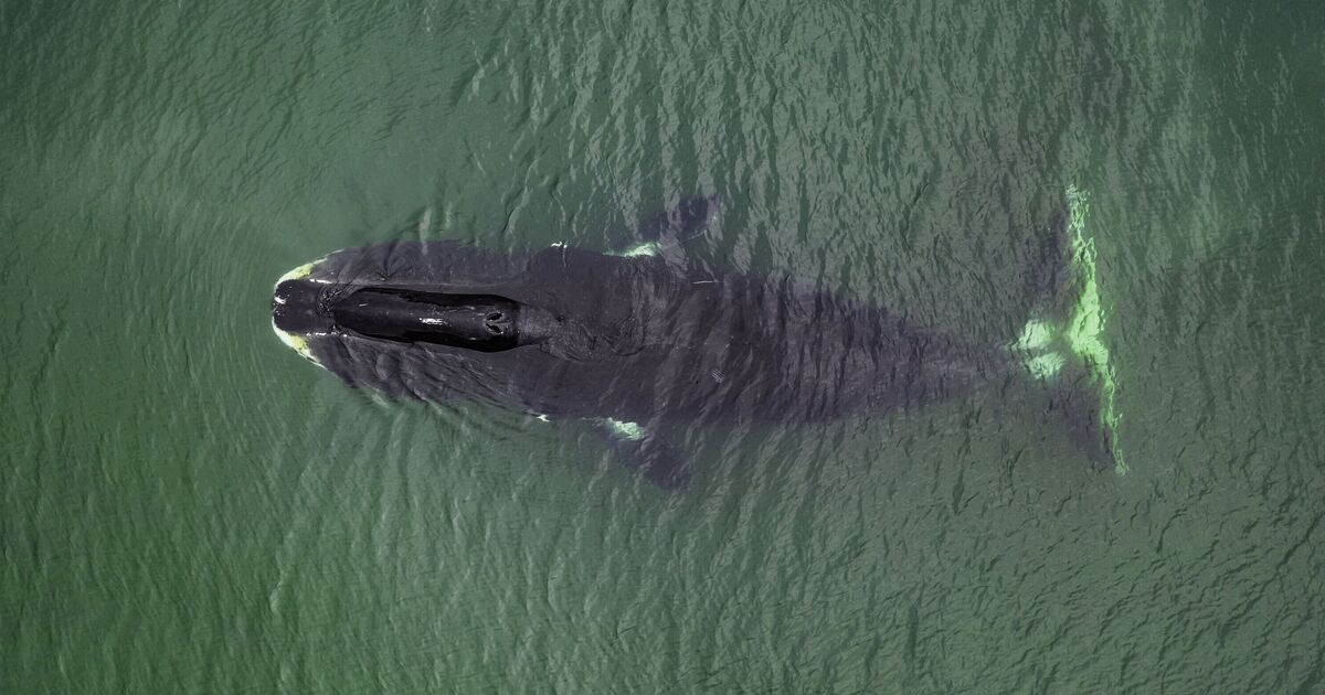 Les humains « pourraient vivre des centaines d’années » grâce à des scientifiques qui déchiffrent le code ADN