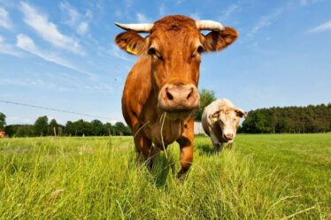 Mort tragique : une vache tombe à travers le toit, écrasant un homme dans son lit