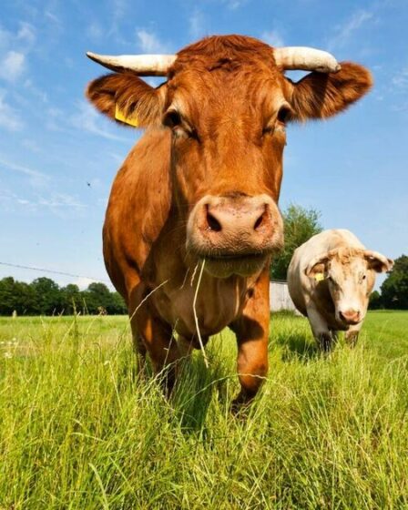 Mort tragique : une vache tombe à travers le toit, écrasant un homme dans son lit