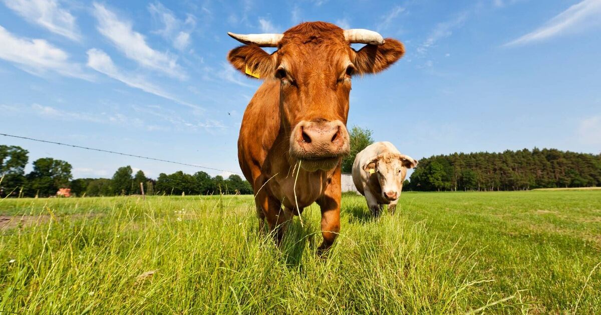 Mort tragique : une vache tombe à travers le toit, écrasant un homme dans son lit