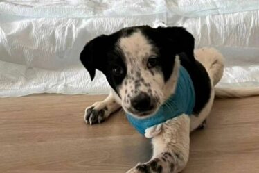 Un adorable chiot à trois pattes cherche un nouveau foyer après un horrible incident