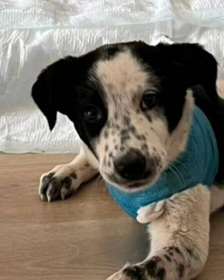 Un adorable chiot à trois pattes cherche un nouveau foyer après un horrible incident