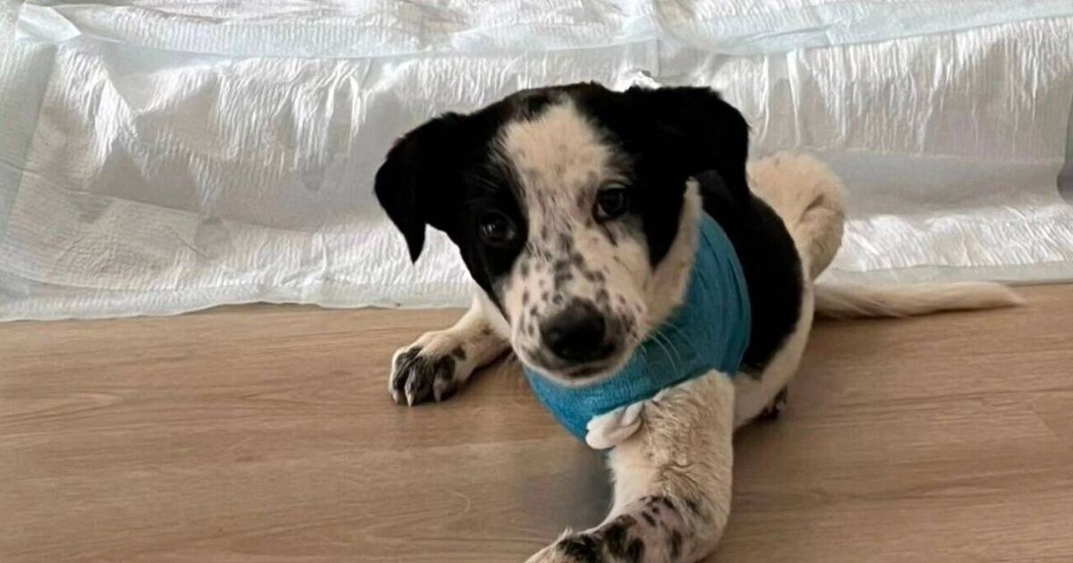 Un adorable chiot à trois pattes cherche un nouveau foyer après un horrible incident