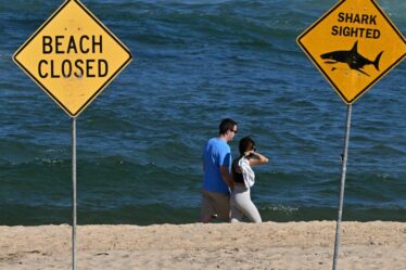 Un garçon de 13 ans, mutilé à mort par un requin déchaîné lors d'une attaque brutale dans un haut lieu touristique