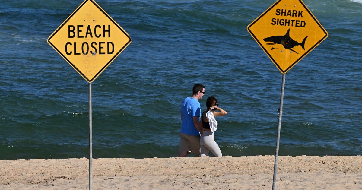 Un garçon de 13 ans, mutilé à mort par un requin déchaîné lors d'une attaque brutale dans un haut lieu touristique