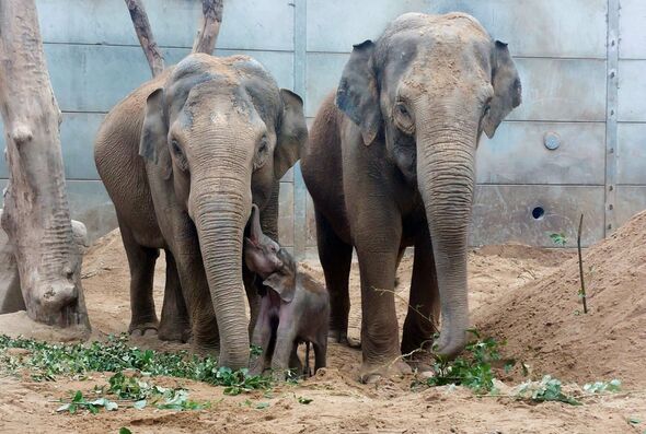 L'histoire a été écrite avec la première femelle éléphant en voie de disparition née au zoo de Blackpool l'année dernière
