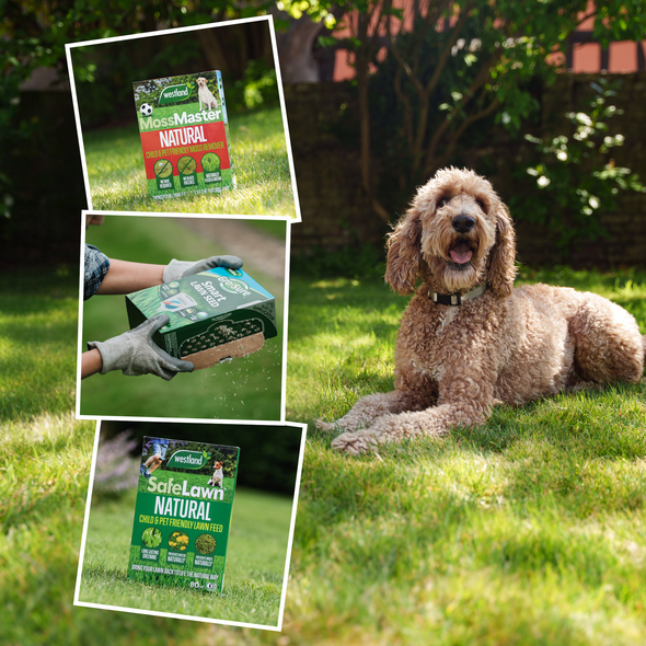 Un chien sur une pelouse