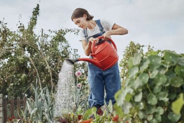 Les jardiniers peuvent économiser jusqu'à 71 % sur les lots de jardins printaniers lors d'une vente flash de 8 jours
