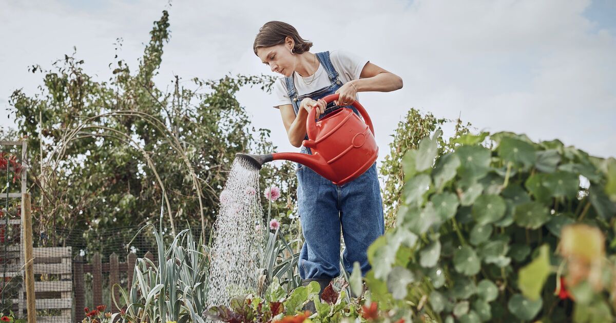 Les jardiniers peuvent économiser jusqu'à 71 % sur les lots de jardins printaniers lors d'une vente flash de 8 jours