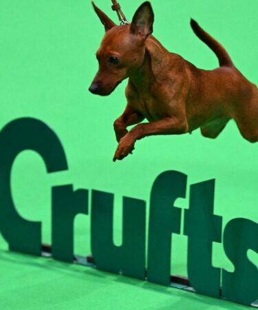 Crufts 2026 LIVE : les races de chiens de travail et de pastorale s'affrontent pour le titre de vainqueur de groupe
