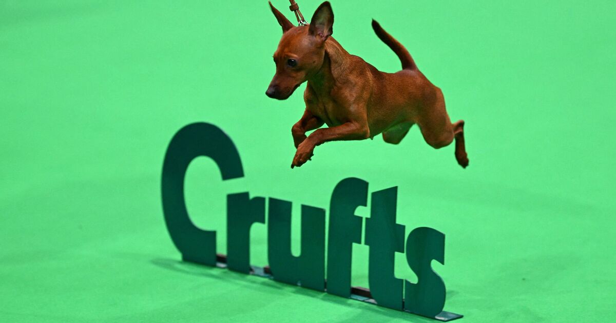 Crufts 2026 LIVE : les races de chiens de travail et de pastorale s'affrontent pour le titre de vainqueur de groupe
