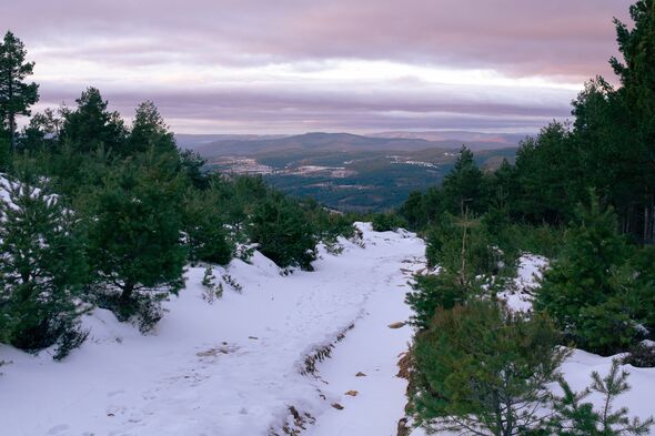 Route enneigée sinueuse à travers la forêt de pins au coucher du soleil à La Rioja Espagne