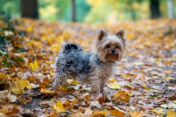 petit chien Scottie debout parmi les feuilles d'automne