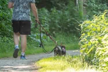 Le changement de la loi sur les chiens est désormais en vigueur et « étendu aux sentiers et aux routes »