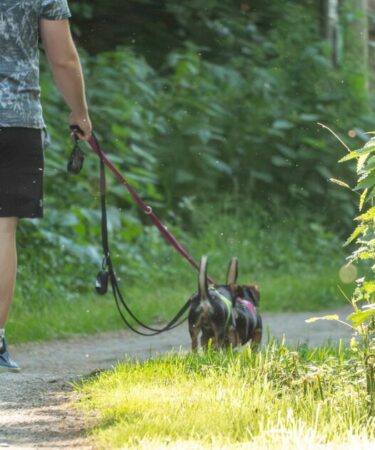 Le changement de la loi sur les chiens est désormais en vigueur et « étendu aux sentiers et aux routes »