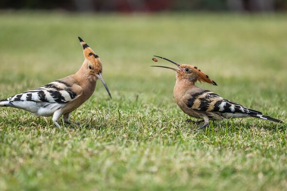La Huppe fasciée nourrit un poussin dans un pré
