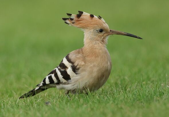 Une magnifique huppe 