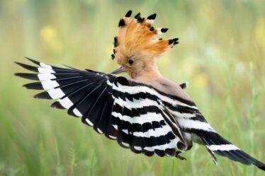 Oiseau rare repéré à travers le Royaume-Uni avec un afflux d'observations en avril