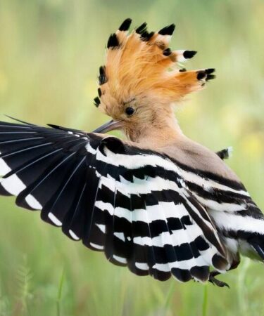 Oiseau rare repéré à travers le Royaume-Uni avec un afflux d'observations en avril