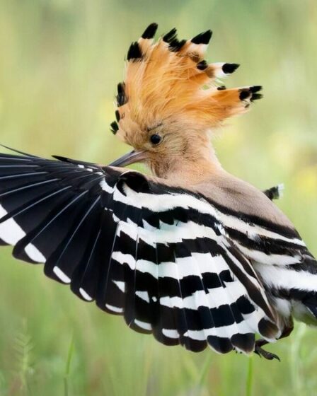 Oiseau rare repéré à travers le Royaume-Uni avec un afflux d'observations en avril