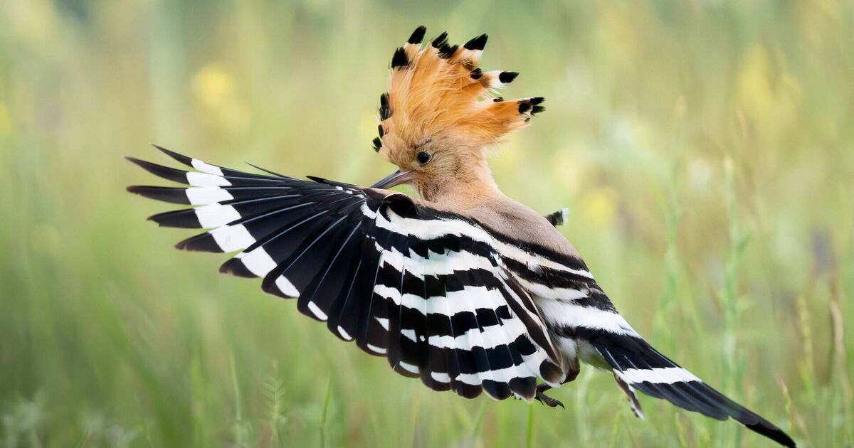 Oiseau rare repéré à travers le Royaume-Uni avec un afflux d'observations en avril