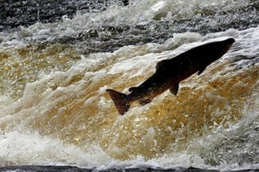 Avertissement concernant la cocaïne émis à propos de poissons – « modification de leur comportement »