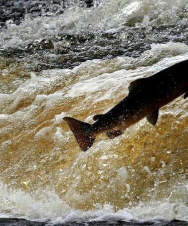 Avertissement concernant la cocaïne émis à propos de poissons – « modification de leur comportement »