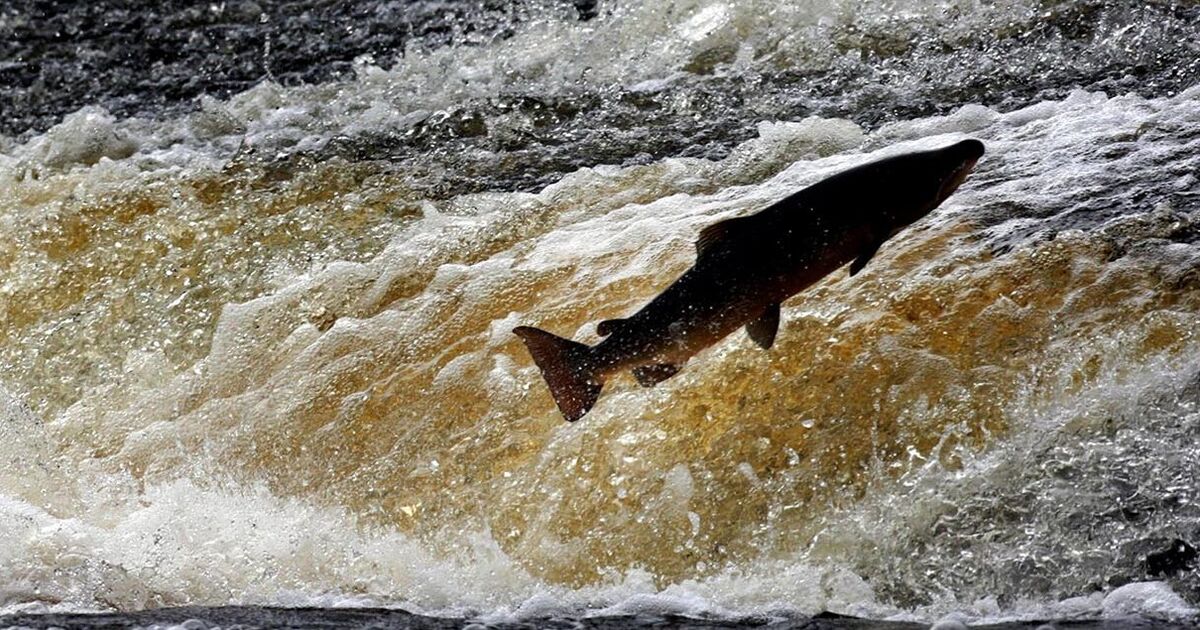 Avertissement concernant la cocaïne émis à propos de poissons – « modification de leur comportement »