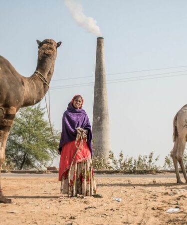 Les animaux de trait sont « vitaux » mais négligés par les Britanniques qui disent qu'ils appartiennent « au passé »