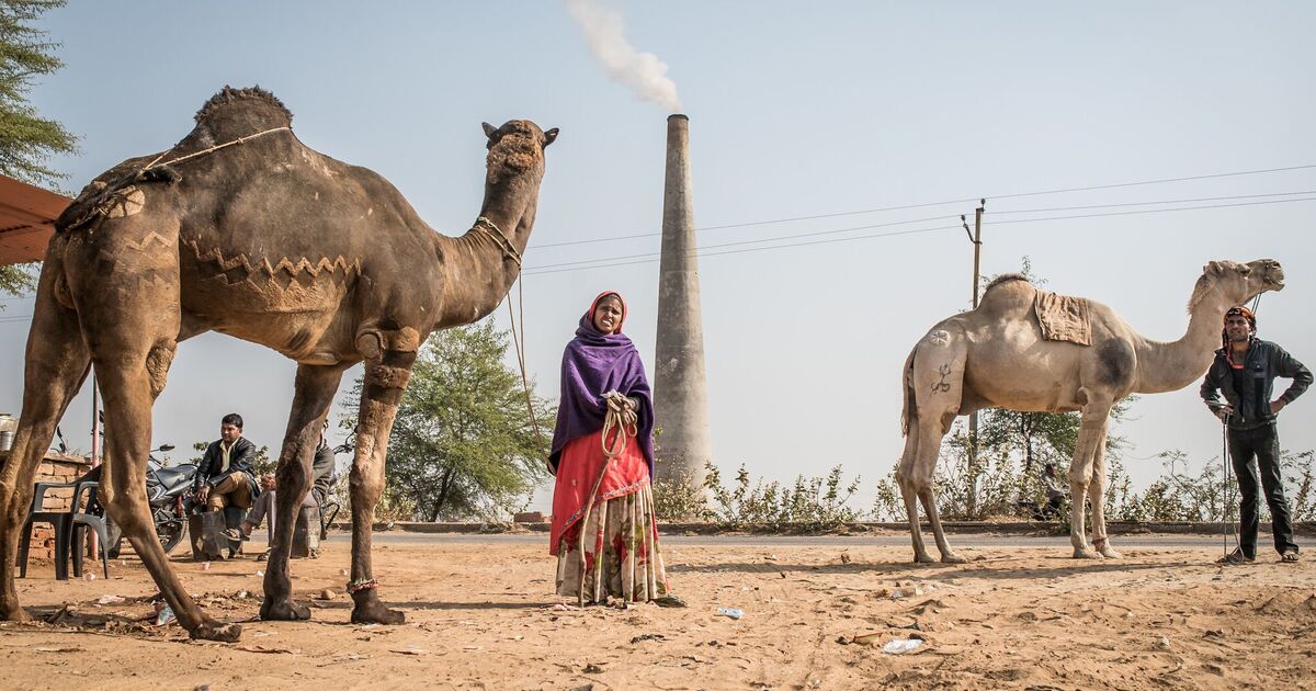 Les animaux de trait sont « vitaux » mais négligés par les Britanniques qui disent qu'ils appartiennent « au passé »