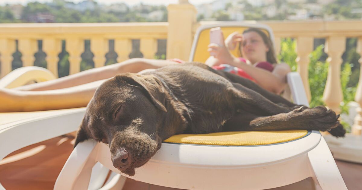 Les Britanniques s'envolant vers l'Europe avec des animaux de compagnie font face à un « cauchemar » alors que l'UE supprime la « faille » des passeports