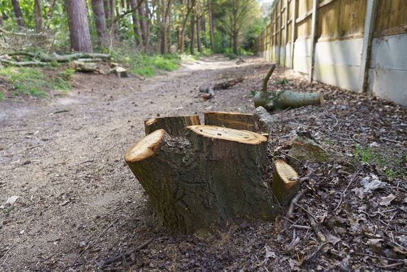 Une image représentant un chemin de gravier dans une zone boisée, présentant une souche d'arbre récemment coupée avec des restes d'écorce et de sciure de bois