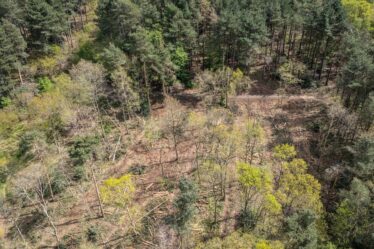 Fureur alors que des arbres ont été abattus par erreur dans la forêt de Sherwood de Robin des Bois – « c'est dégoûtant »
