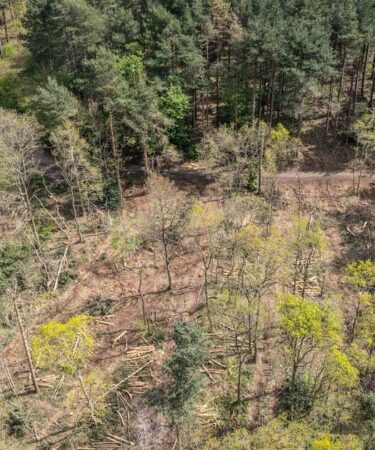 Fureur alors que des arbres ont été abattus par erreur dans la forêt de Sherwood de Robin des Bois – « c'est dégoûtant »