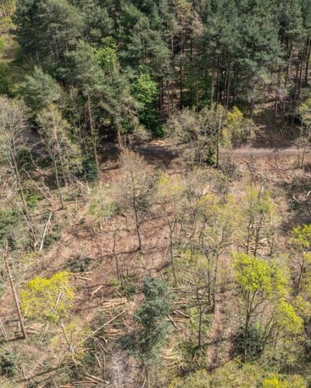 Fureur alors que des arbres ont été abattus par erreur dans la forêt de Sherwood de Robin des Bois – « c'est dégoûtant »