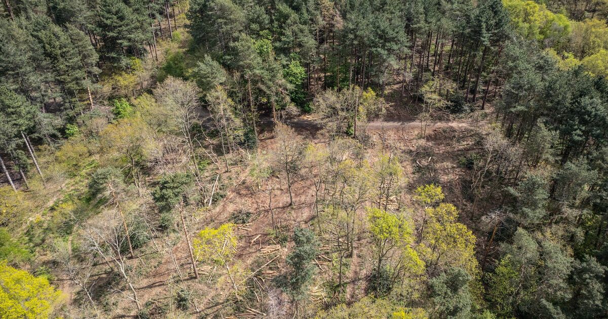 Fureur alors que des arbres ont été abattus par erreur dans la forêt de Sherwood de Robin des Bois – « c'est dégoûtant »