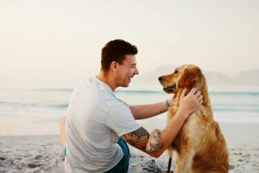 Dates clés pour les propriétaires de chiens alors que le Royaume-Uni interdit l'interdiction de 600 plages