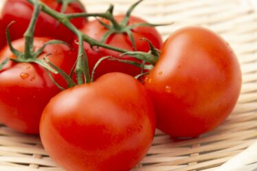De nouvelles « super tomates » incroyables pourraient enfin guérir un problème de santé de longue date