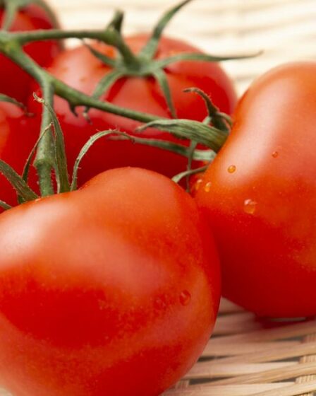 De nouvelles « super tomates » incroyables pourraient enfin guérir un problème de santé de longue date