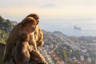 Fureur à Gibraltar à cause de ce que les touristes nourrissent ses célèbres singes