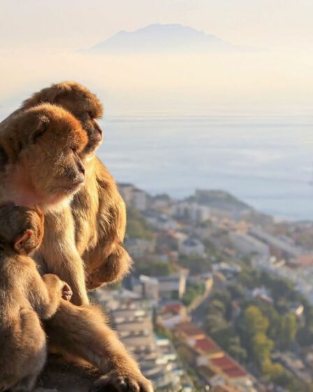 Fureur à Gibraltar à cause de ce que les touristes nourrissent ses célèbres singes