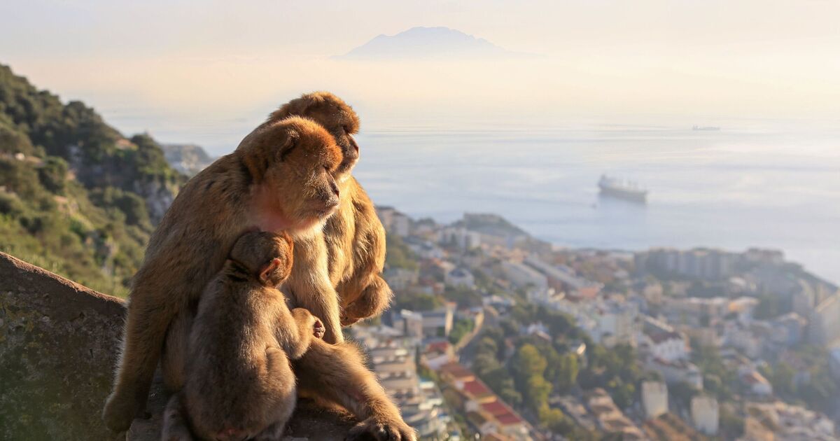 Fureur à Gibraltar à cause de ce que les touristes nourrissent ses célèbres singes