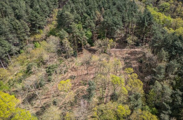 Vue aérienne d'une zone forestière présentant une perturbation notable, montrant une section de la forêt présentant une perte importante d'arbres et 
