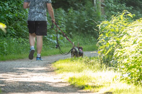 Chiens en laisse suivant leur propriétaire le long d'un sentier naturel