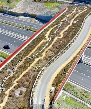 Le nouveau « pont vert » de 3,7 millions de livres sterling permettra aux serpents et aux crapauds de traverser la route à deux voies très fréquentée du Royaume-Uni