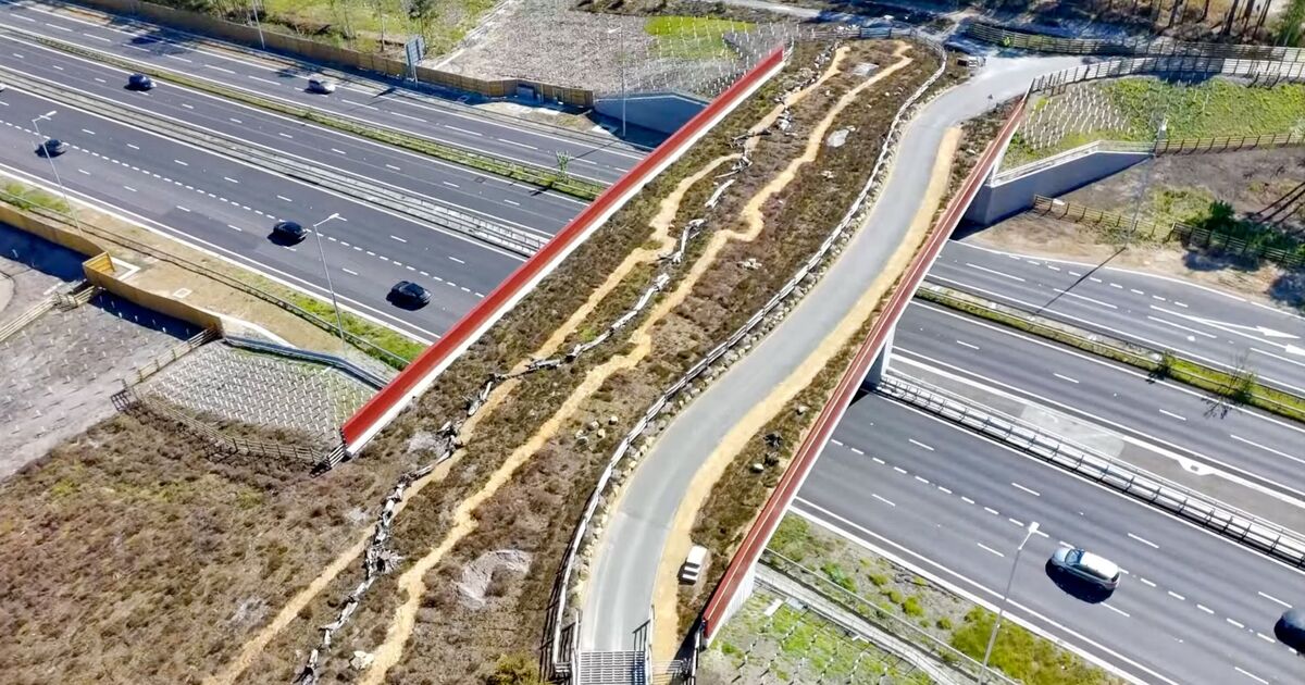 Le nouveau « pont vert » de 3,7 millions de livres sterling permettra aux serpents et aux crapauds de traverser la route à deux voies très fréquentée du Royaume-Uni