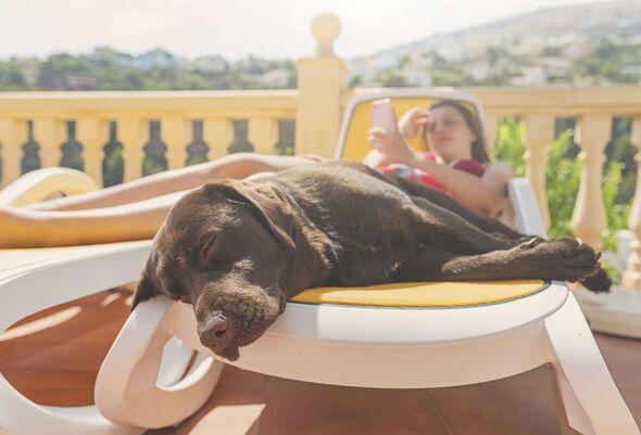 Chien endormi sur une chaise longue
